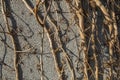 White concrete enclosure wall with autumnal red leaves of a creeper plant in upper side