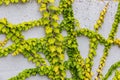 White concrete wall half covered with Parthenocyss tricuspidate Veitchii or Boston ivy, grape ivy, Japanese creeper leaves. Hedera Royalty Free Stock Photo