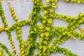 White concrete wall half covered with Parthenocyss tricuspidate Veitchii or Boston ivy, grape ivy, Japanese creeper leaves. Hedera Royalty Free Stock Photo