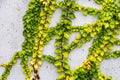 White concrete wall half covered with Parthenocyss tricuspidate Veitchii or Boston ivy, grape ivy, Japanese creeper leaves. Hedera Royalty Free Stock Photo