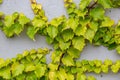 White concrete wall half covered with Parthenocyss tricuspidate Veitchii or Boston ivy, grape ivy, Japanese creeper leaves. Hedera Royalty Free Stock Photo