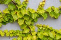 White concrete wall half covered with Parthenocyss tricuspidate Veitchii or Boston ivy, grape ivy, Japanese creeper leaves. Hedera Royalty Free Stock Photo