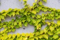 White concrete wall half covered with Parthenocyss tricuspidate Veitchii or Boston ivy, grape ivy, Japanese creeper leaves. Hedera Royalty Free Stock Photo