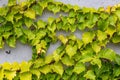 White concrete wall half covered with Parthenocyss tricuspidate Veitchii or Boston ivy, grape ivy, Japanese creeper leaves. Hedera Royalty Free Stock Photo