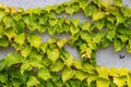 White concrete wall half covered with Parthenocyss tricuspidate Veitchii or Boston ivy, grape ivy, Japanese creeper leaves. Hedera Royalty Free Stock Photo