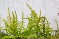 White concrete wall half covered with Parthenocyss tricuspidate Veitchii or Boston ivy, grape ivy, Japanese creeper leaves. Hedera Royalty Free Stock Photo