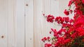 Red bougainvillea flower over wood background. Royalty Free Stock Photo