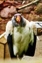 White condor staring