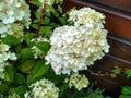 Hydrangea paniculata `Vanille Fraise`