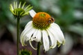 White coneflower with bee on it Royalty Free Stock Photo