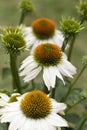 White coneflower bloom Echinacea in the garden Royalty Free Stock Photo