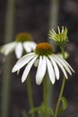 White coneflower bloom Echinacea in the garden Royalty Free Stock Photo