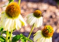 White coneflower with blurred background Royalty Free Stock Photo