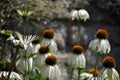 White coneflower, echinacea, big daisies Royalty Free Stock Photo