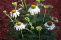 White coneflower with green stems and leaves Royalty Free Stock Photo