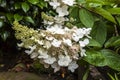 White conical hydrangea flower.