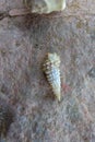 White conical seashell on stone. Small pointed conch with sharp protrusions spiraling around shell. Natural background