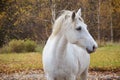 Connemara pony Royalty Free Stock Photo