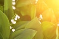 White convallaria flower with green leaves. Outdoors bouquet