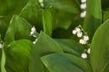 White convallaria flower with green leaves. Outdoors bouquet