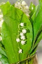 White Convallaria flowers, bouquet with green leafs, close up