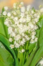 White Convallaria flowers, bouquet with green leafs, close up