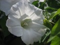 A white convolvulaceae in a close up