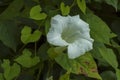 White convolvulus flower with its tendrils on the various plant, Sofia