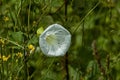 White convolvulus flower with its tendrils on the various plant, Sofia