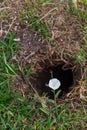 White Convolvulus sabatius