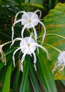 White cool flower plant in the garden