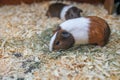 WHite copper brown guinea pigs domestic cavy eat grass