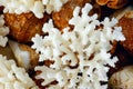 White coral Royalty Free Stock Photo