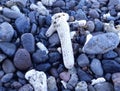 White coral on the beach