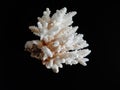 White coral in black background