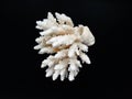 White coral in black background