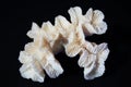 White coral on a black background. Close-up. Studio photography