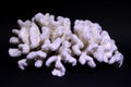 White coral on a black background. Close-up. Studio photography