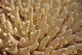 White coral close-up image of endangered species