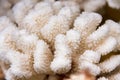 White coral close-up macro as background