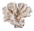 White coral isolated on background Royalty Free Stock Photo