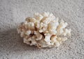 White coral isolated on grey background Royalty Free Stock Photo