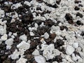 White coral on lava rock beach close-up macro on coast of Maui near Kihei in Ahihi-Kinau Natural Area Reserve Hawaii