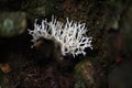 White coral Mushroom Royalty Free Stock Photo