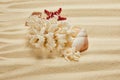 White coral near seashells and starfish Royalty Free Stock Photo