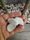 White coral on palm hand Royalty Free Stock Photo