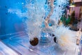 White coral plants for aquarium decoration