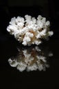 White coral reflected in black Royalty Free Stock Photo