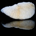 White coral reflected in black Royalty Free Stock Photo