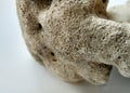 White coral rocks with a hollow and fine-grained texture